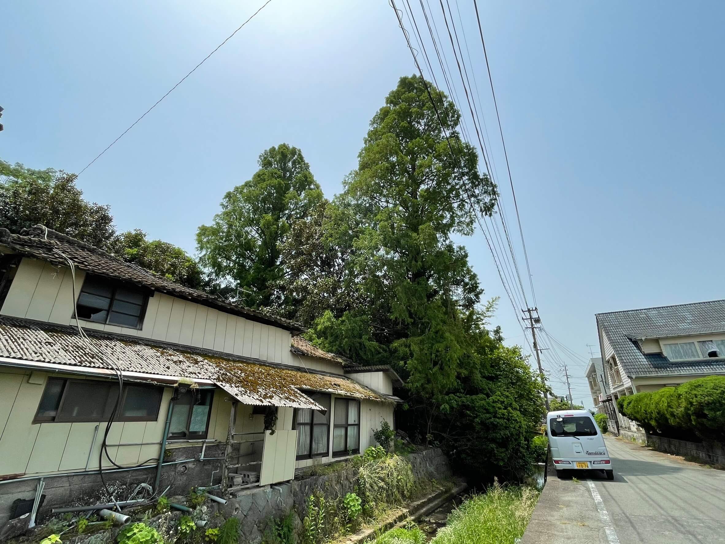 道路からみても存在感のあるメタセコイヤ。